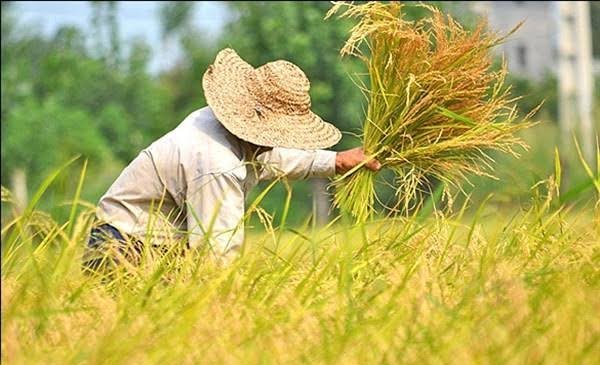  عکس کشاورز در مزرعه