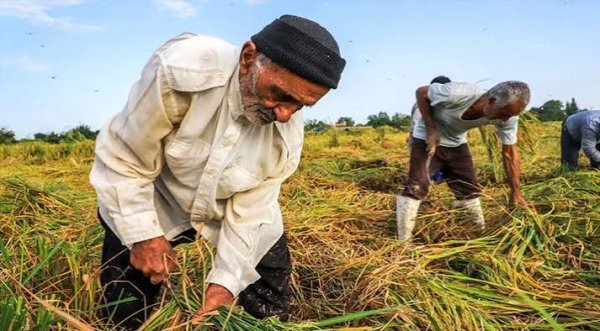  عکس کشاورز در مزرعه