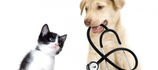  عکس دامپزشک برای پروفایل