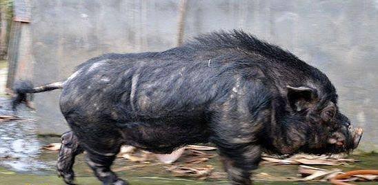  عکس خوک واقعی