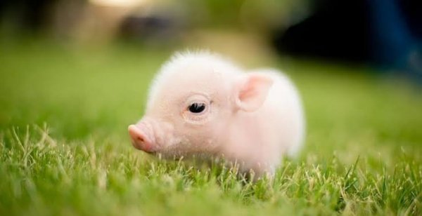  عکس خوک واقعی