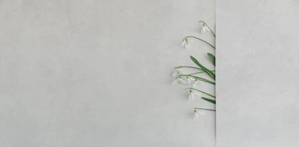  بک گراند نقاشی مینیمال از شاخه های درخت