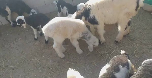  عکس گله گوسفندان بامزه