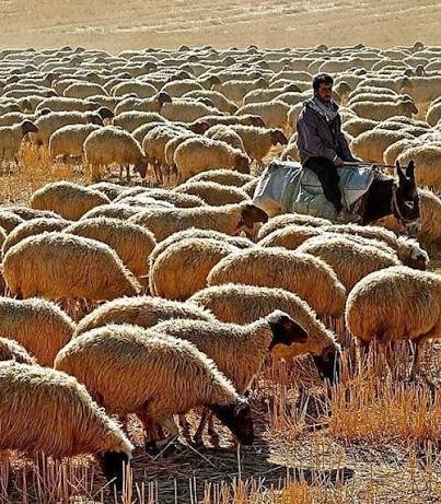  عکس گله گوسفندان بامزه