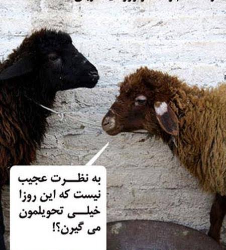  عکس گله گوسفندان بامزه