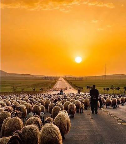  عکس گله گوسفندان بامزه