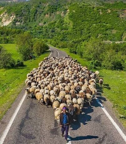  عکس گله گوسفندان بامزه