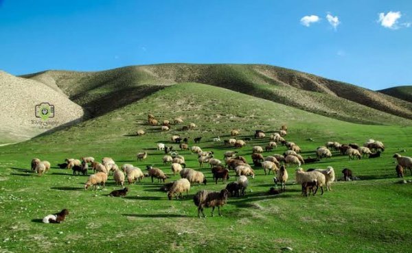  عکس گله گوسفند واقعی