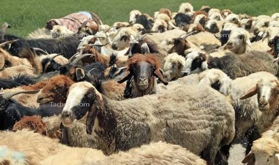  عکس گله گوسفند واقعی