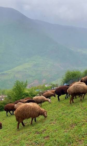  عکس گله گوسفند واقعی