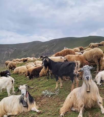  عکس گله گوسفند واقعی