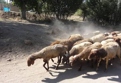  عکس گله گوسفند واقعی