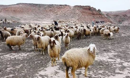  عکس گله گوسفند واقعی
