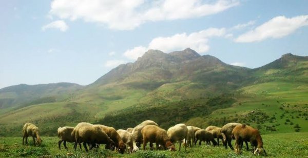  عکس گله گوسفند واقعی