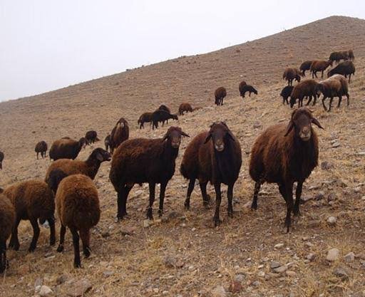  عکس گله گوسفند واقعی