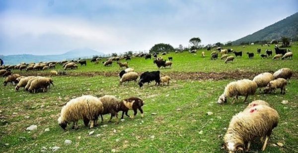  عکس گله گوسفند واقعی