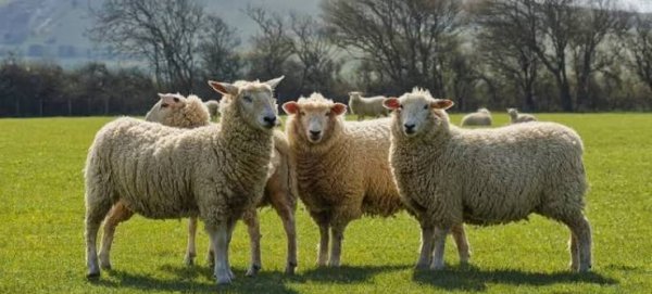  عکس گله گوسفند واقعی