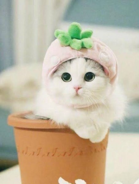  عکس پروفایل گربه کیوت و بامزه برای پروفایل دخترونه