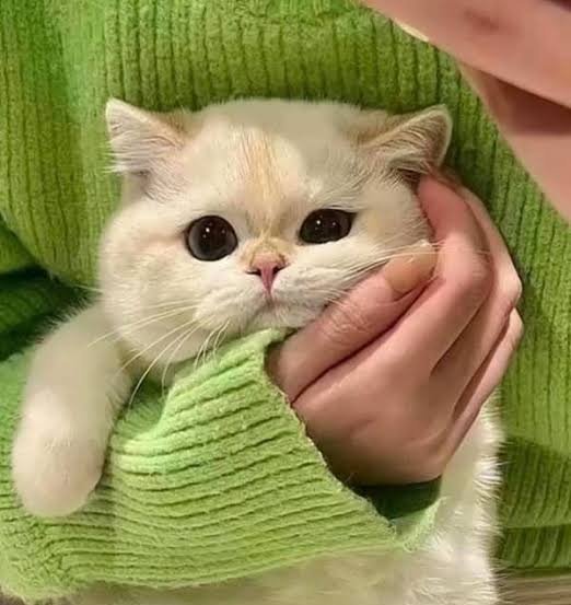  عکس پروفایل گربه کیوت و بامزه برای پروفایل دخترونه
