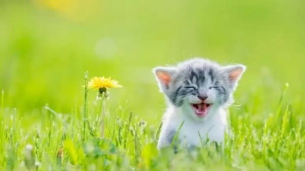  عکس پروفایل گربه کیوت و بامزه برای پروفایل دخترونه