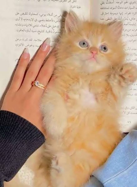  عکس پروفایل گربه کیوت و بامزه برای پروفایل دخترونه