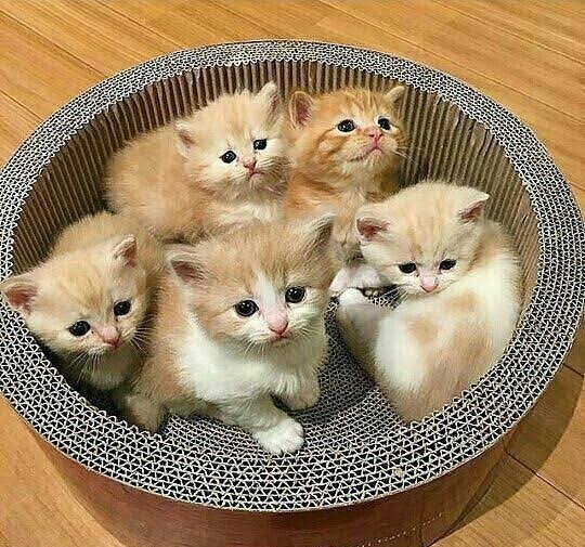 عکس گربه ملوس و کیوت و ناز