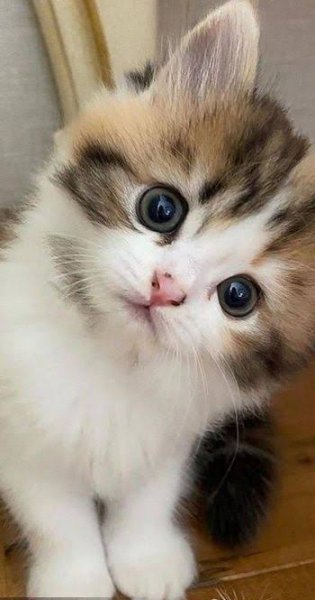 عکس گربه ملوس و کیوت و ناز