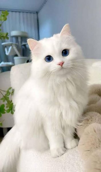  عکس گربه ملوس و کیوت و ناز