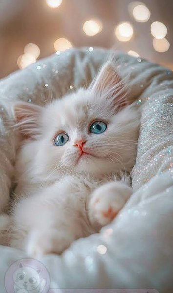  عکس گربه ملوس و کیوت و ناز