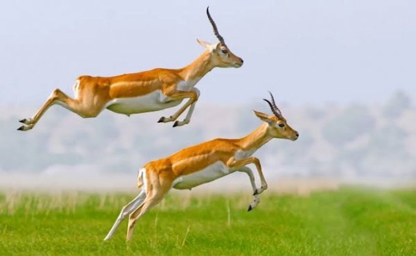  عکس آهو واقعی