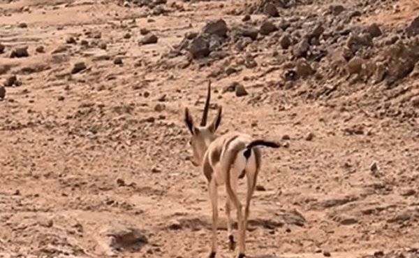  عکس آهو واقعی