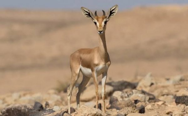  عکس آهو واقعی