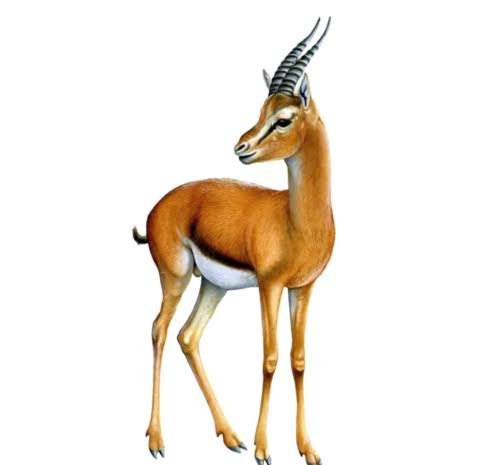 عکس آهو واقعی