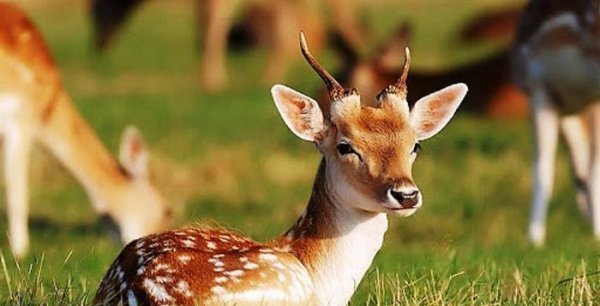  عکس آهو واقعی