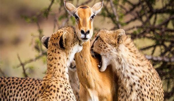  عکس آهو واقعی