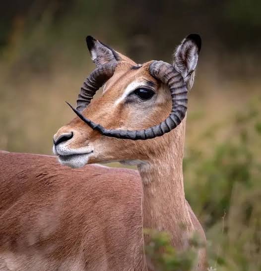  عکس آهو واقعی