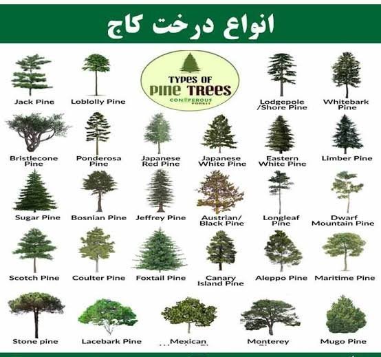  انواع درخت کاج با عکس