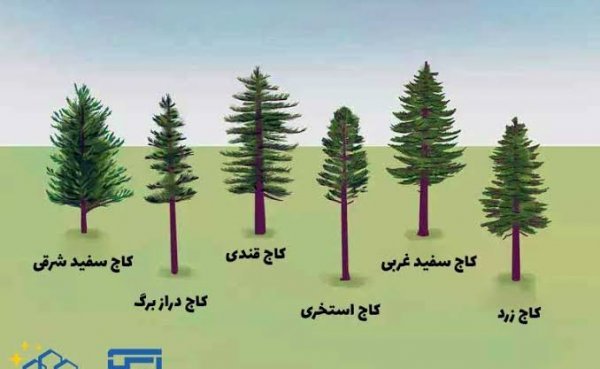  انواع درخت کاج با عکس