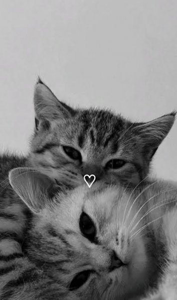  عکس صفحه گوشی عاشقانه