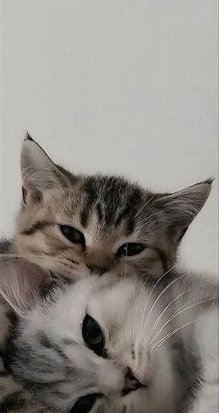  عکس صفحه گوشی عاشقانه