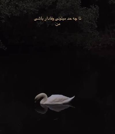  عکس قو غمگین برای پروفایل