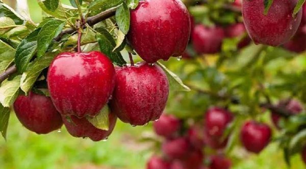  عکس سیب قرمز برای لاغری