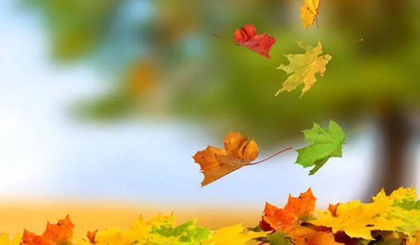  عکس برگ‌های زرد خزان‌