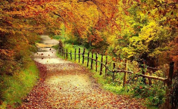  عکس طبیعت پاییزی با رنگ‌های گرم و جذاب