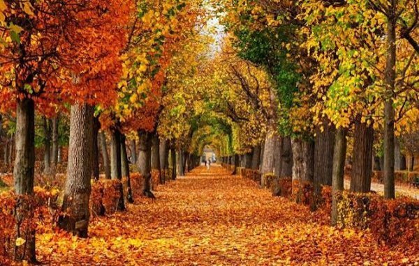  عکس پاییز با کیفیت با رنگ‌های بی‌نظیر