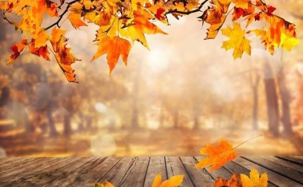  عکس پاییز با کیفیت با رنگ‌های بی‌نظیر
