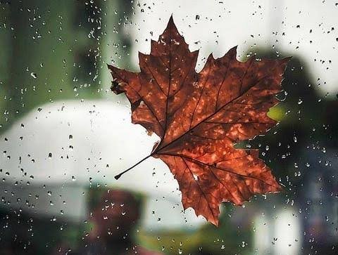  عکس برگ‌ های خیس با کیفیت بالا