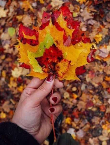  عکس برگ پاییزی واقعی
