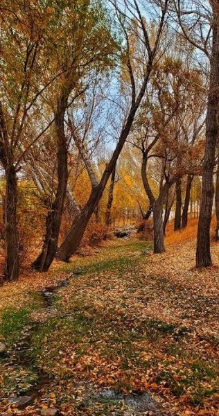  عکس برگ پاییزی واقعی