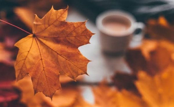  عکس برگ پاییزی واقعی